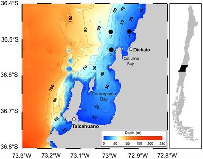 Effects of the harmful algal bloom toxin, okadaic acid, on the mechanoreceptors of larval anchoveta (Engraulis ringens) under varying environmental conditions